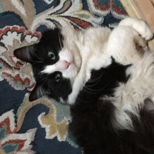 Meet your Posher, Piper